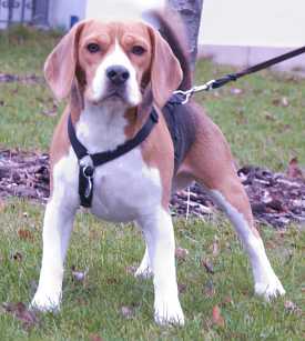 beagle rabbit